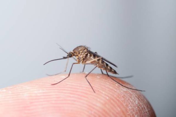 Stikkmygg, Aedes communis