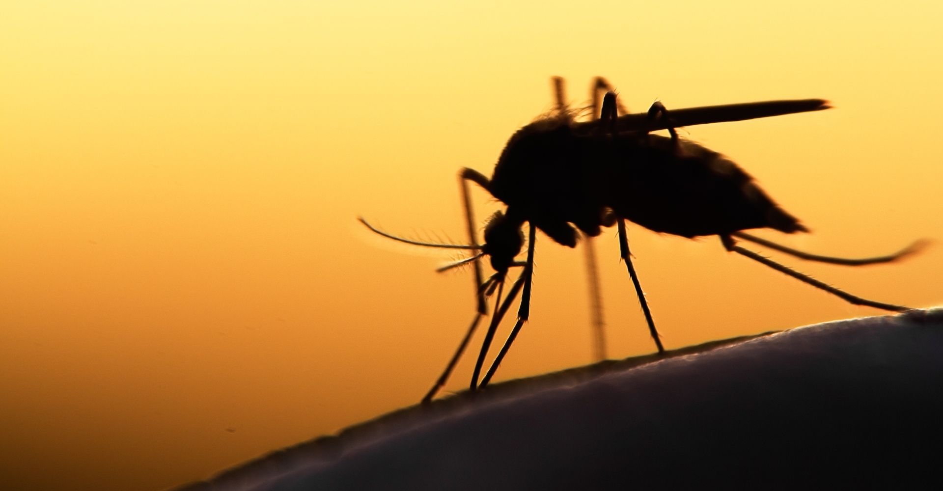 Hvordan holder du myggen unna? | Noragent AS
