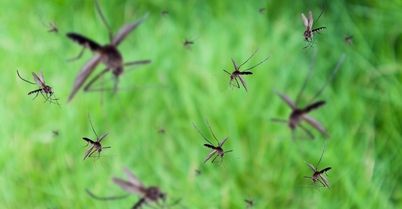 Ikke la myggen vinne – ta knekken på opptil 10.000 om dagen